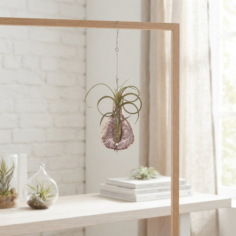 Tillandsia ionantha Tilly Tiles Air Plant – 8cm Pot