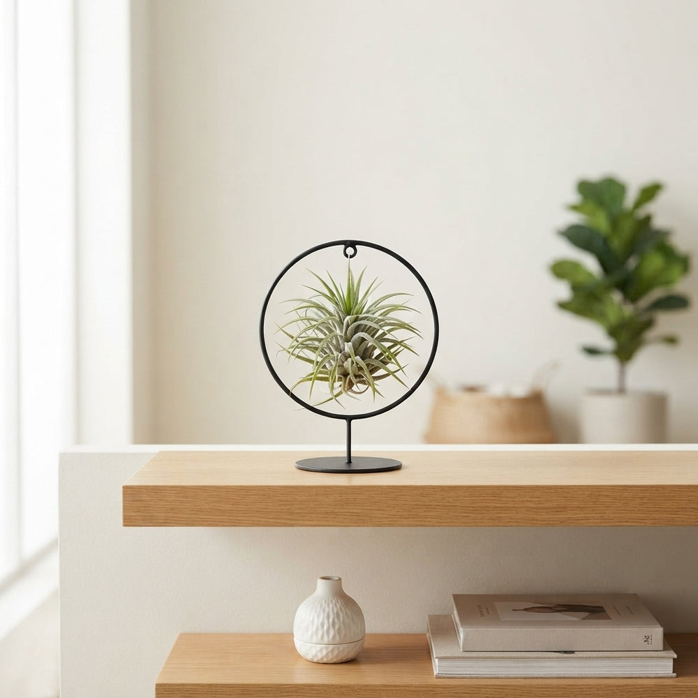 Tillandsia Ionantha Air Plant Ring – 17cm