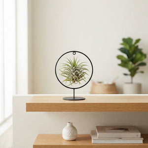Tillandsia Ionantha Air Plant Ring – 17cm