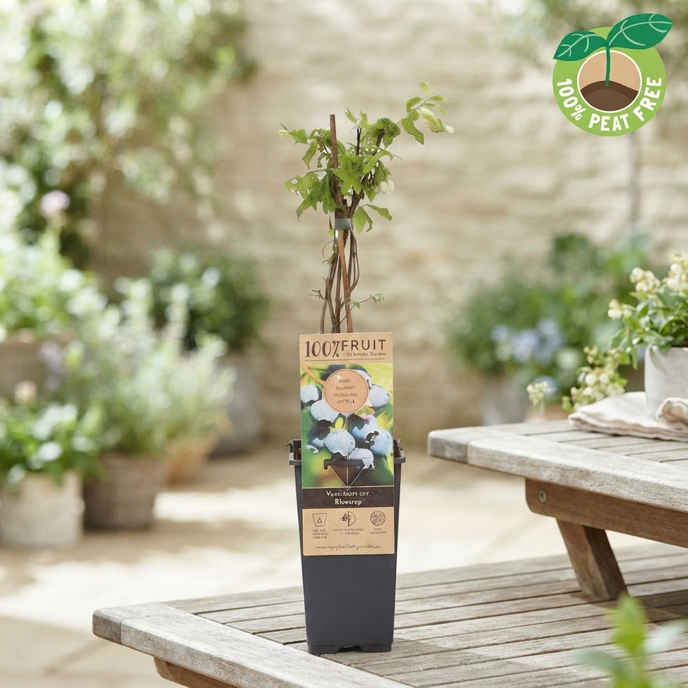 Bluecrop Blueberry Plant (Vaccinium) – 15cm Pot