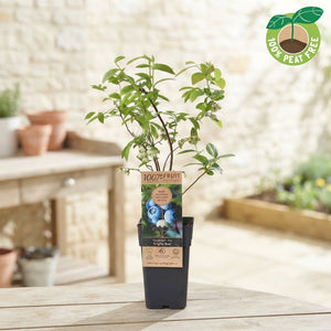 Blueberry Plant (Vaccinium) – 15cm Pot, 40cm High