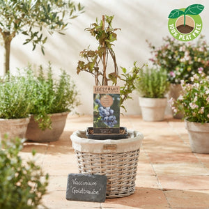 Goldtraube Blueberry Plant (Vaccinium) – 15cm Pot