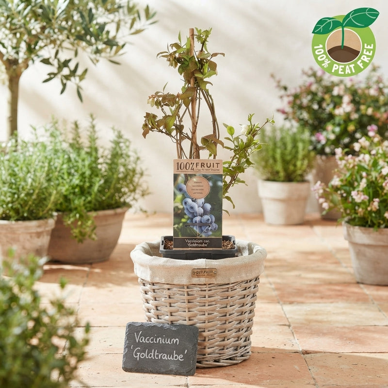 Goldtraube Blueberry Plant (Vaccinium) – 15cm Pot