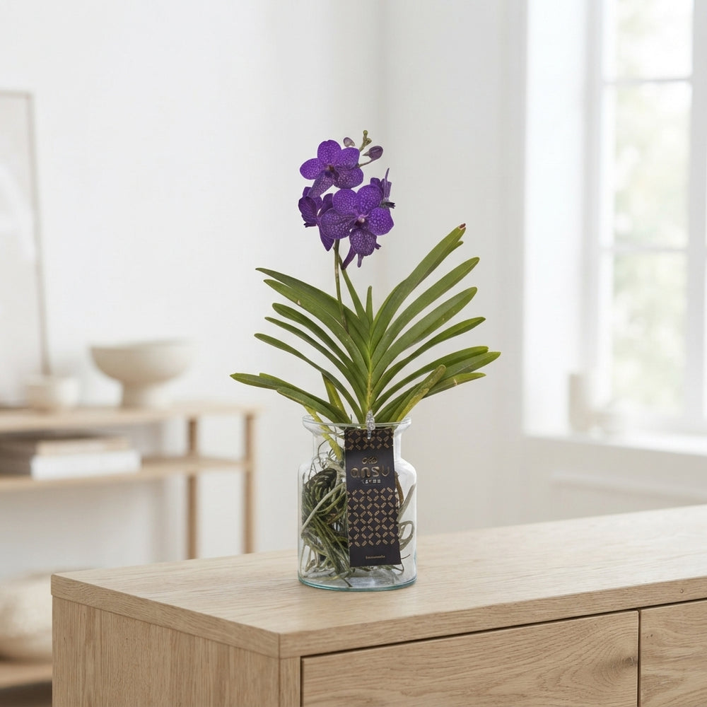 Vanda Orchid in Glass – 14cm Pot, 45cm High