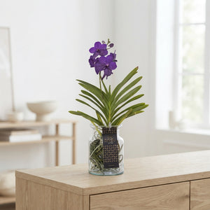 Vanda Orchid in Glass – 14cm Pot, 45cm High
