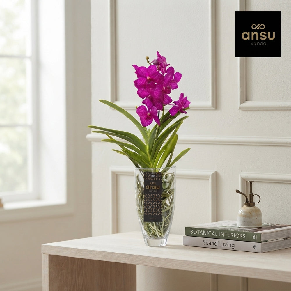 Mixed Vanda Orchid ‘Charlotte’ – 14cm Pot, 60cm