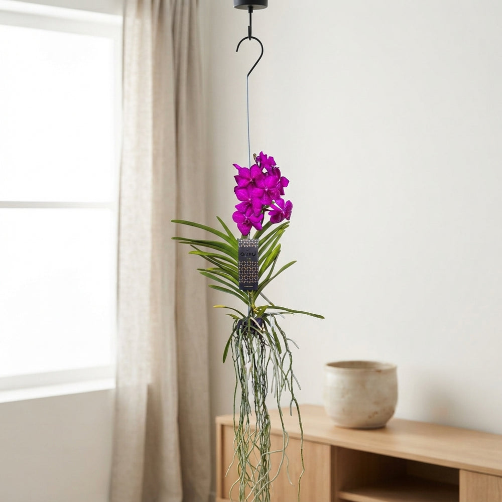 Vanda Orchid – 13cm Pot, Approx. 40cm