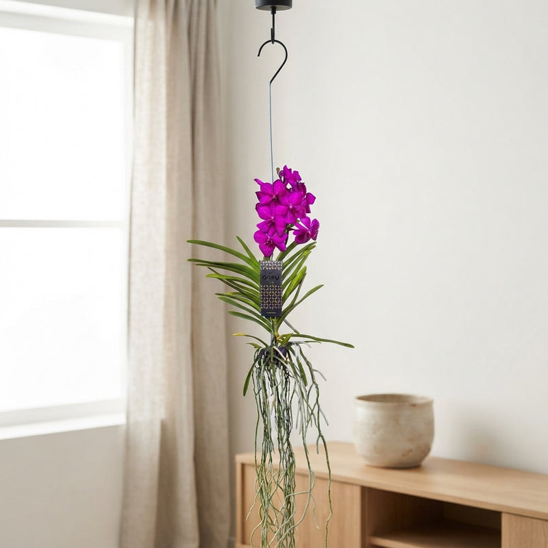 Vanda Orchid – 13cm Pot, Approx. 40cm