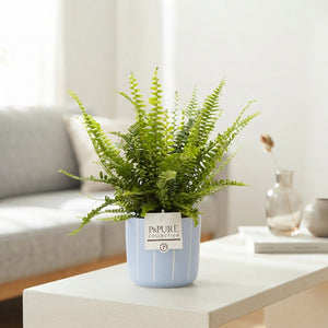 Mixed Fern Arrangement in Ceramic Pot – 12cm