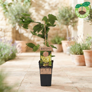Muscat of Alexandria Grape Vine (Vitis vinifera) – 15cm Pot