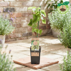 Zilga Grape Vine (Vitis vinifera) – 15cm Pot