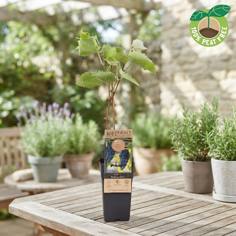 Boskoop Glory Grape Vine (Vitis vinifera) – 15cm Pot