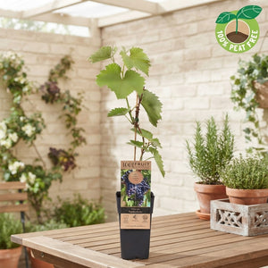 Frankenthaler Grape Vine (Vitis vinifera) – 15cm Pot