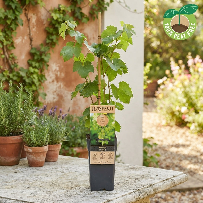 Grape Vine (Vitis vinifera) – 15cm Pot
