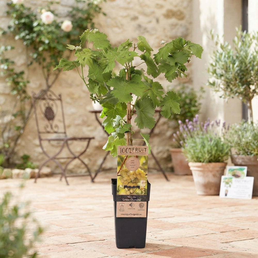 Golden Champion Grape Vine (Vitis vinifera) – 15cm Pot