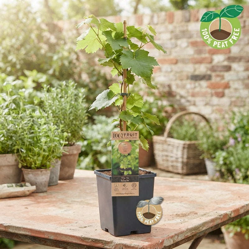 Schuyler Grape Vine (Vitis vinifera) – 15cm Pot