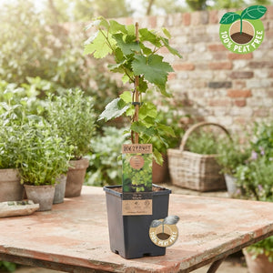 Schuyler Grape Vine (Vitis vinifera) – 15cm Pot