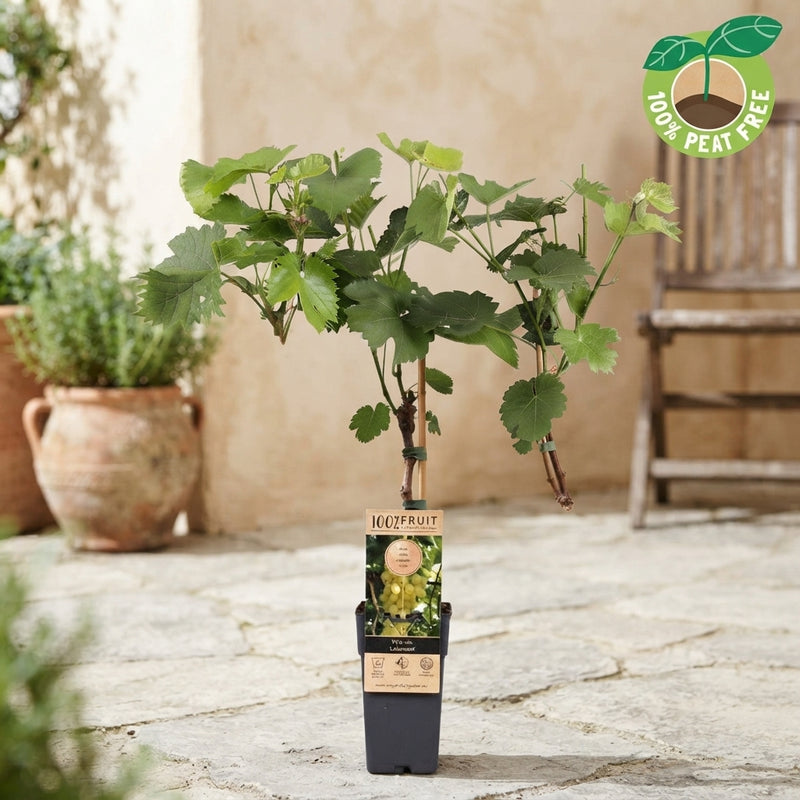 Lakemont Seedless Grape Vine (Vitis vinifera) – 15cm Pot