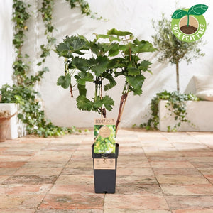 Phoenix Grape Vine (Vitis vinifera) – 15cm Pot