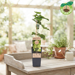 Sukribe Grape Vine (Vitis vinifera) – 15cm Pot