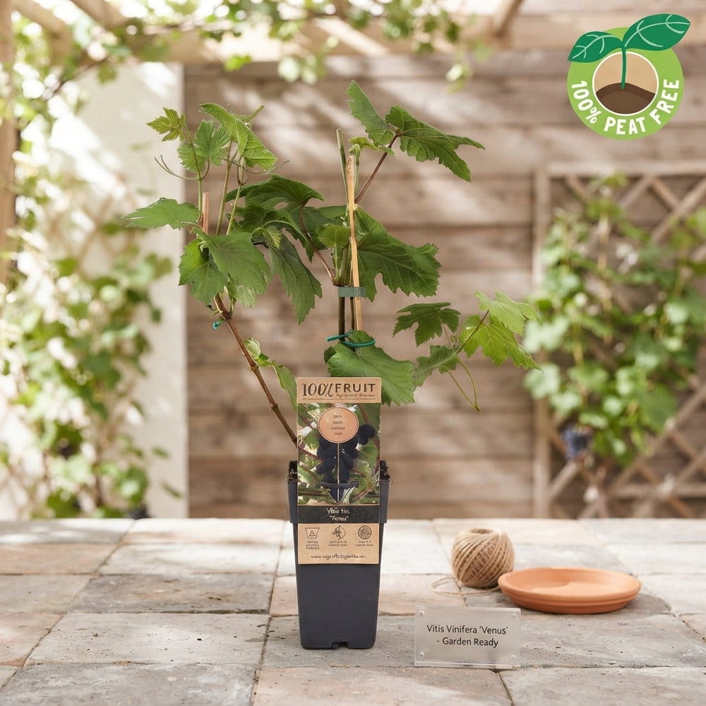 Venus Seedless Grape Vine (Vitis vinifera) – 15cm Pot
