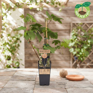 Venus Seedless Grape Vine (Vitis vinifera) – 15cm Pot