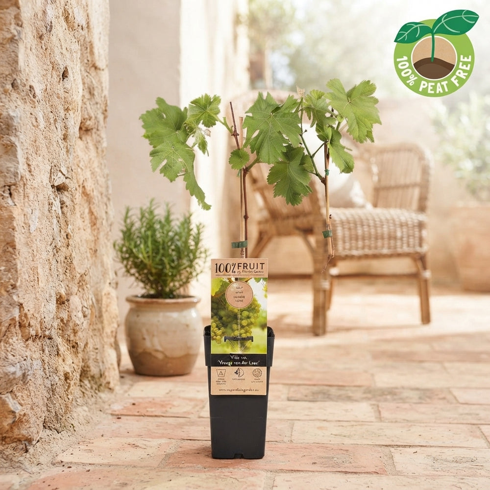 Vroege Van Der Laan Grape Vine (Vitis vinifera) – 15cm Pot
