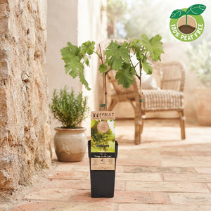 Vroege Van Der Laan Grape Vine (Vitis vinifera) – 15cm Pot