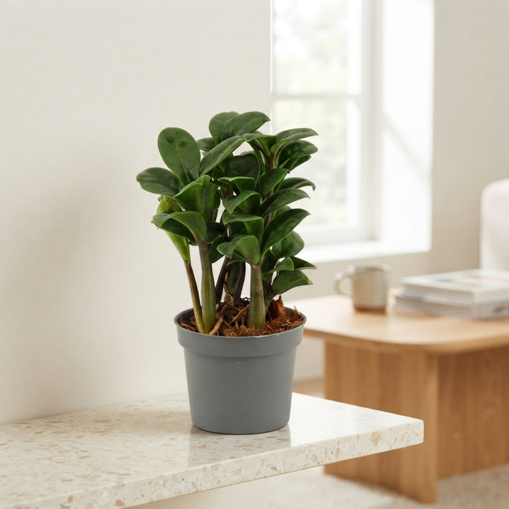 ZZ Plant (Zamioculcas zamiifolia) – 9cm Pot