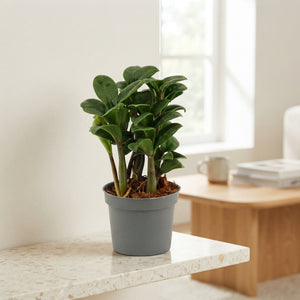 ZZ Plant (Zamioculcas zamiifolia) – 9cm Pot