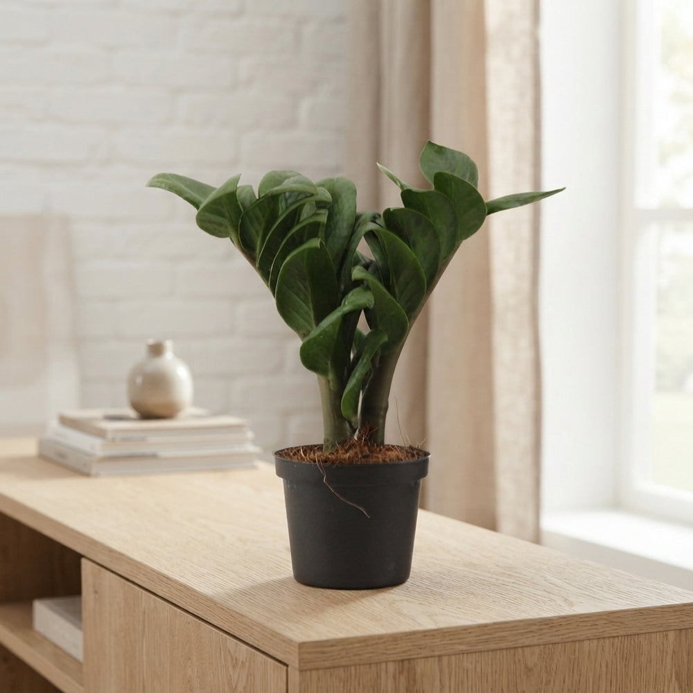 ZZ Plant ‘Zenzi’ (Zamioculcas zamiifolia) – 9cm Pot