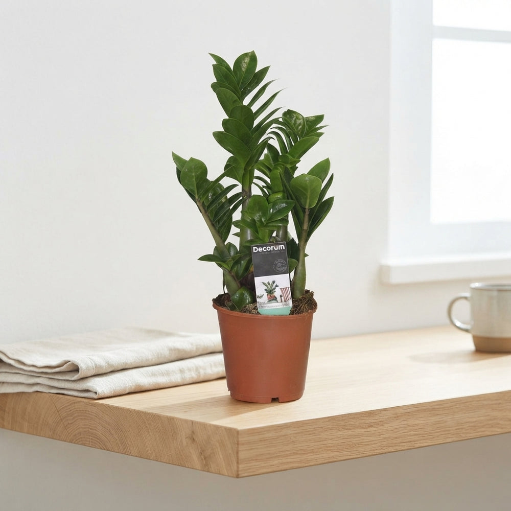 ZZ Plant ‘Zenzi’ (Zamioculcas zamiifolia) – 14cm Pot