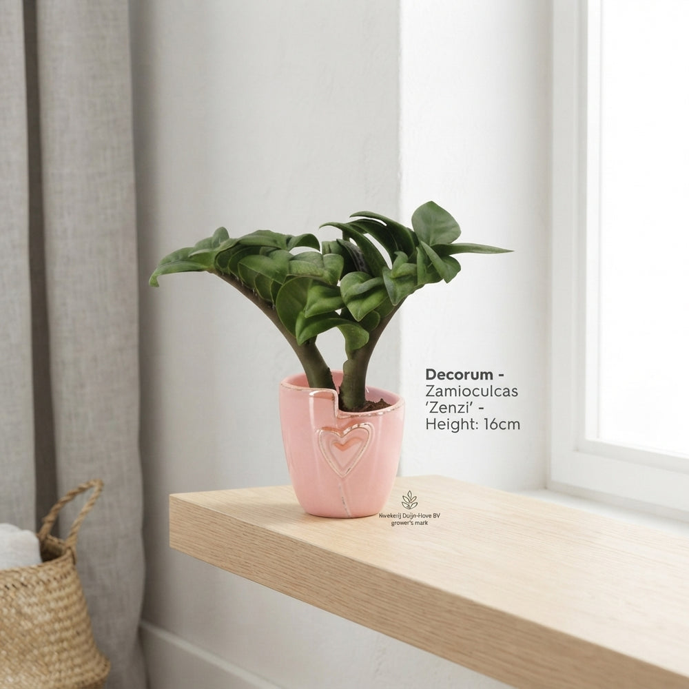 Zenzi ZZ Plant (Zamioculcas zamiifolia) – 6cm Pot