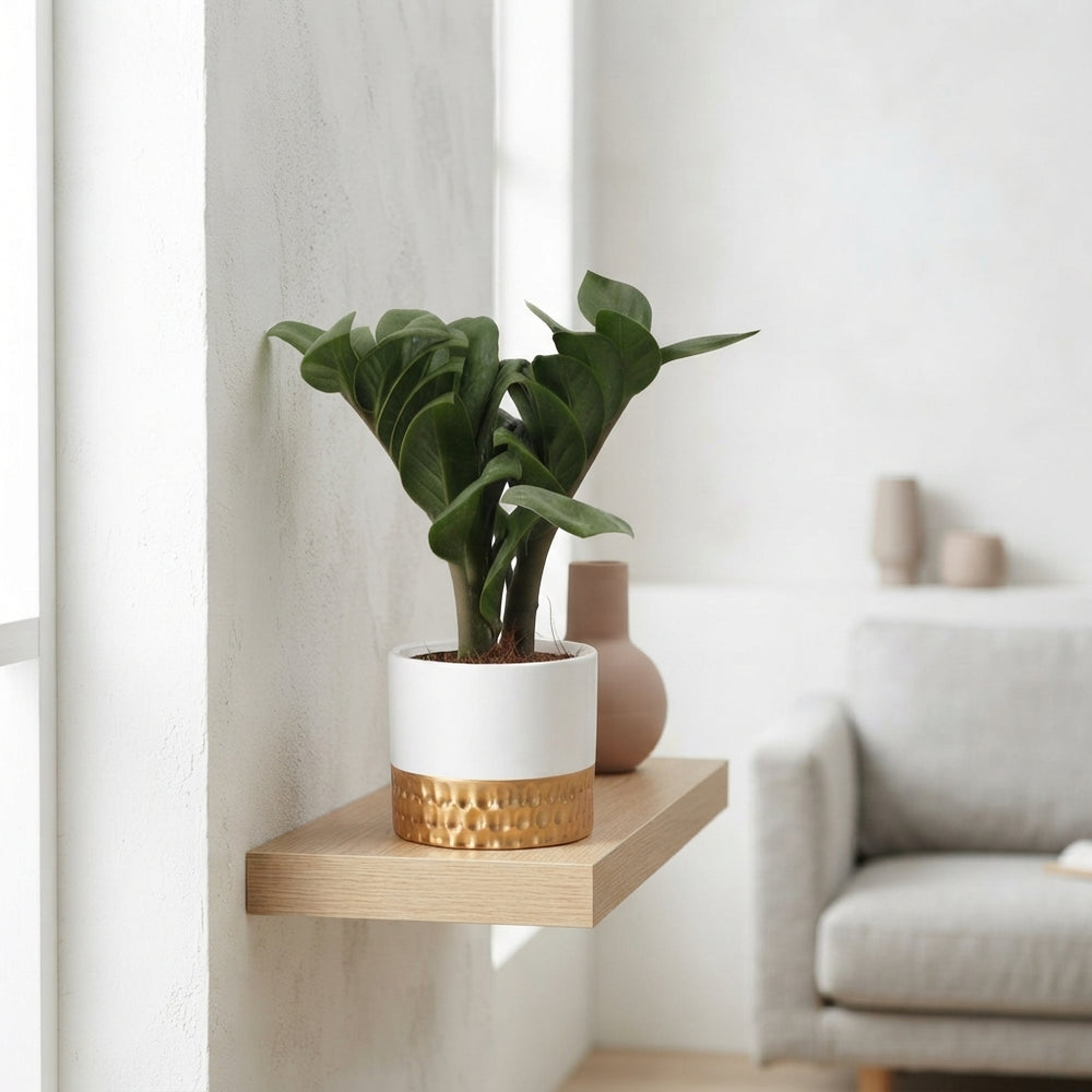 ZZ Plant (Zamioculcas zamiifolia ‘Zenzi’) – 9cm Pot