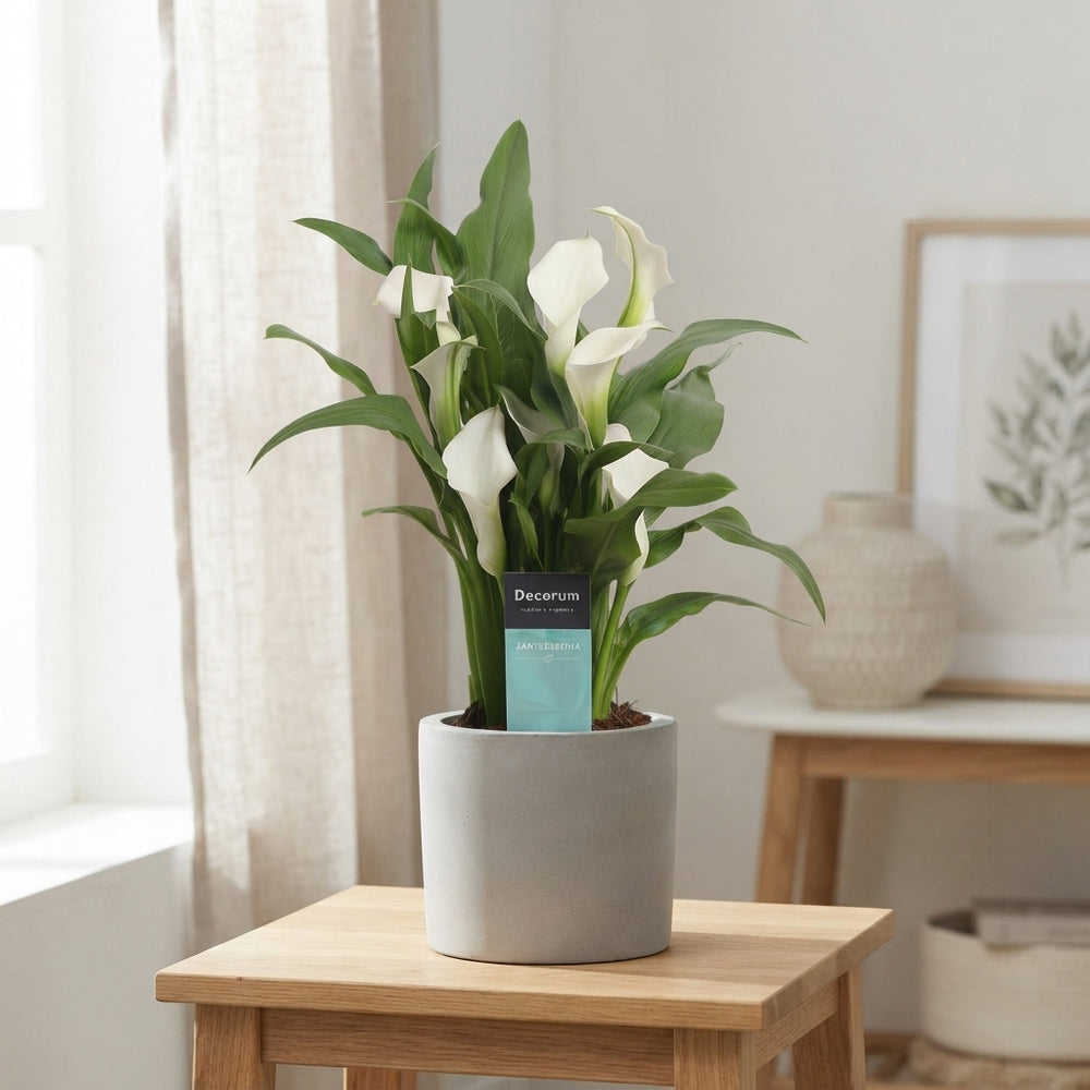 White Zantedeschia ‘Crystal Blush’ – 12cm Pot