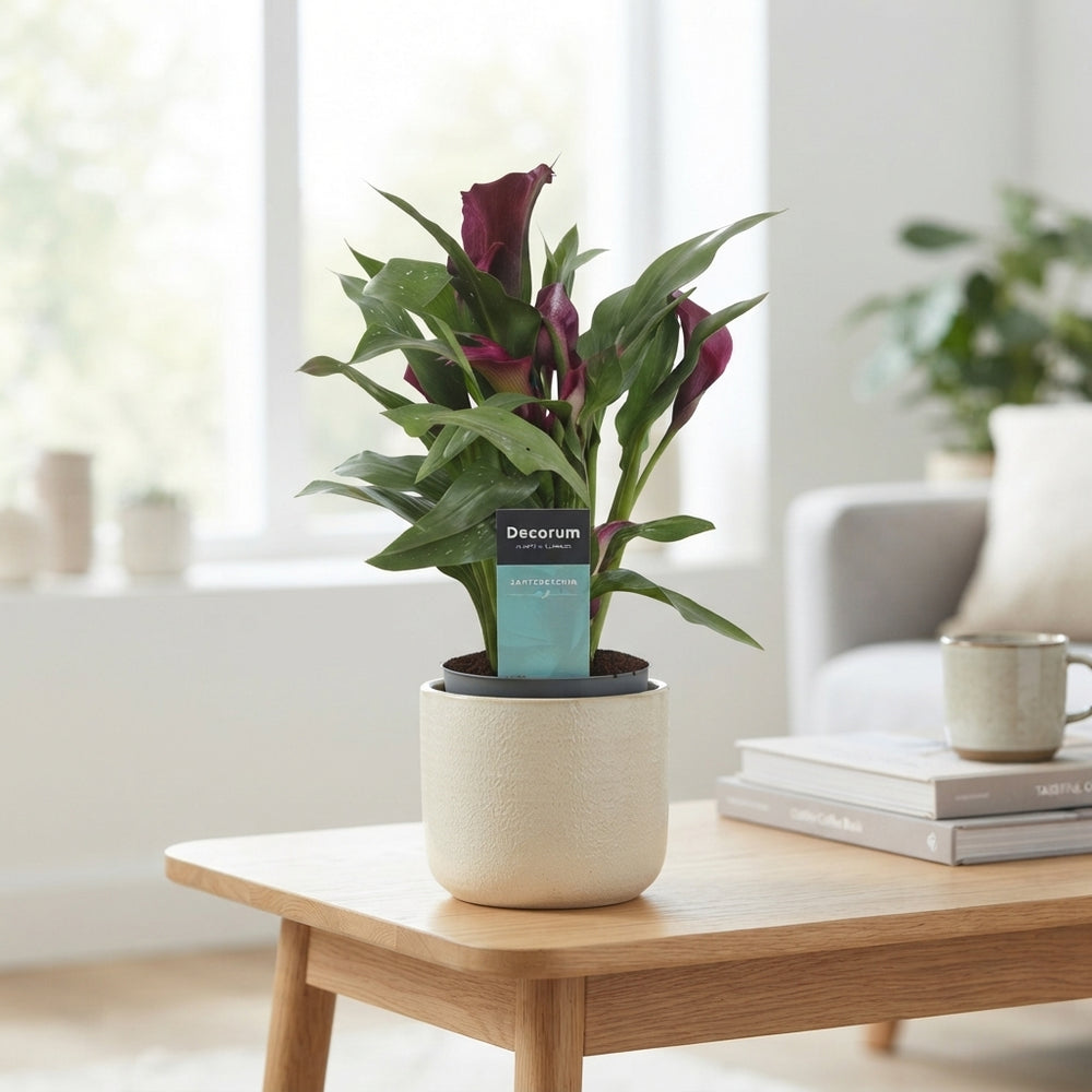 Mixed Zantedeschia Calla Lily – 10.5cm Pot