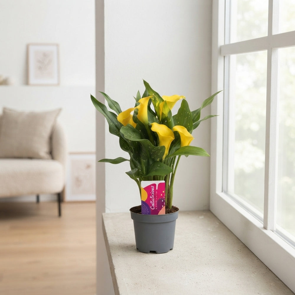 Mixed Zantedeschia Calla Lily – 10.5cm Pot
