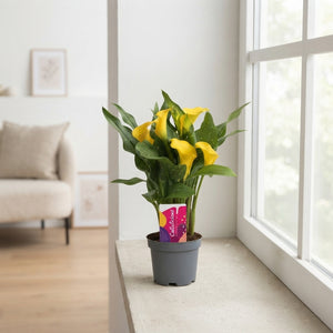Mixed Zantedeschia Calla Lily – 10.5cm Pot