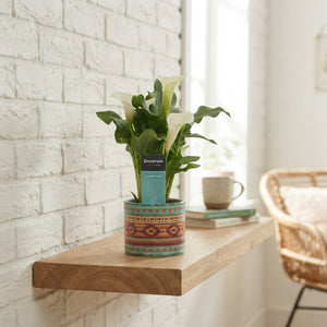Mixed Zantedeschia Calla Lily – 10.5cm Pot