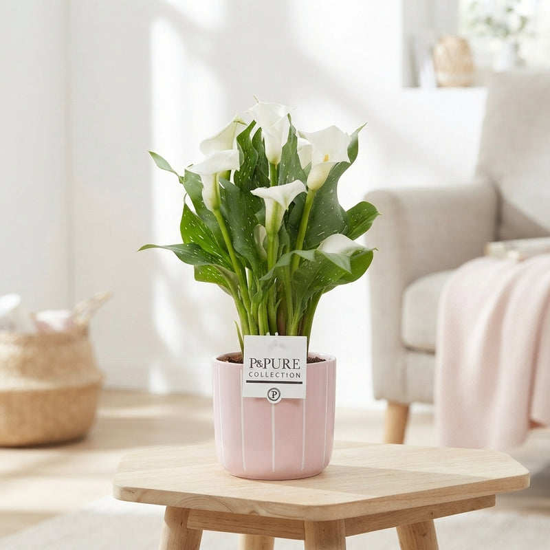 White Zantedeschia Calla Lily – 12cm Ceramic Pot