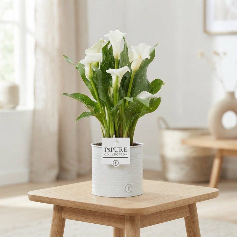 White Zantedeschia Calla Lily – 12cm Pot, 40cm High