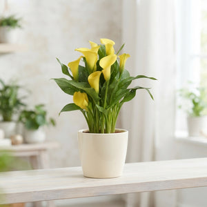 Mixed Zantedeschia Calla Lily Gift Plant – 12cm Pot