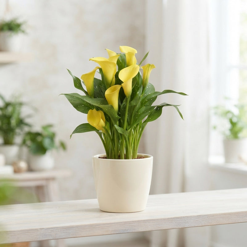 Mixed Zantedeschia Calla Lily Gift Plant – 12cm Pot