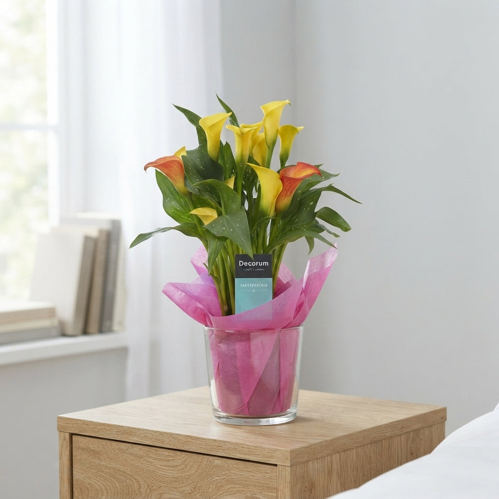 Mixed Zantedeschia Calla Lily – 12cm Pot