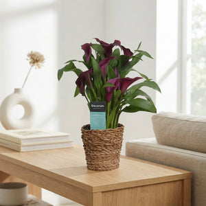 Mixed Zantedeschia Calla Lily – 12cm Pot, 35cm High