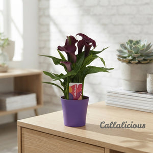 Mixed Zantedeschia Calla Lily – 10.5cm Pot