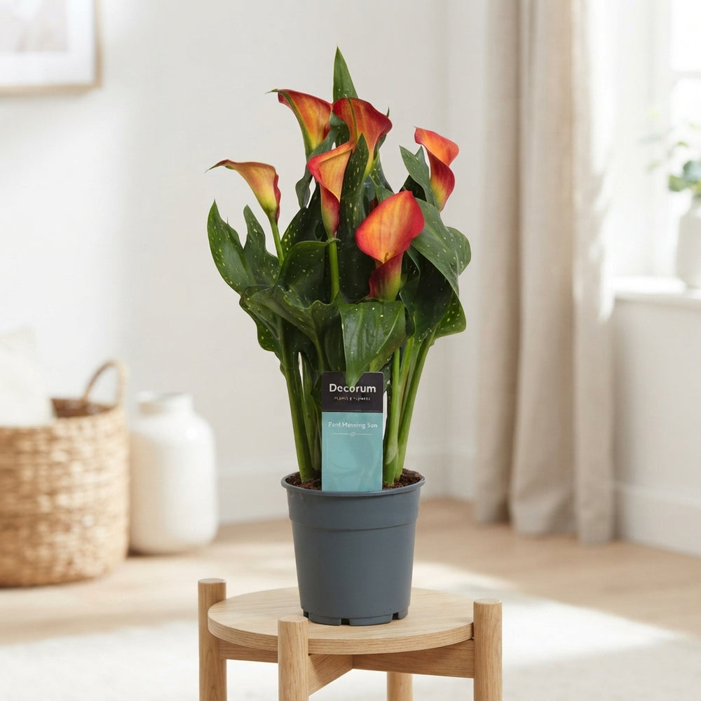 Orange Zantedeschia ‘Morning Sun’ – 12cm Pot