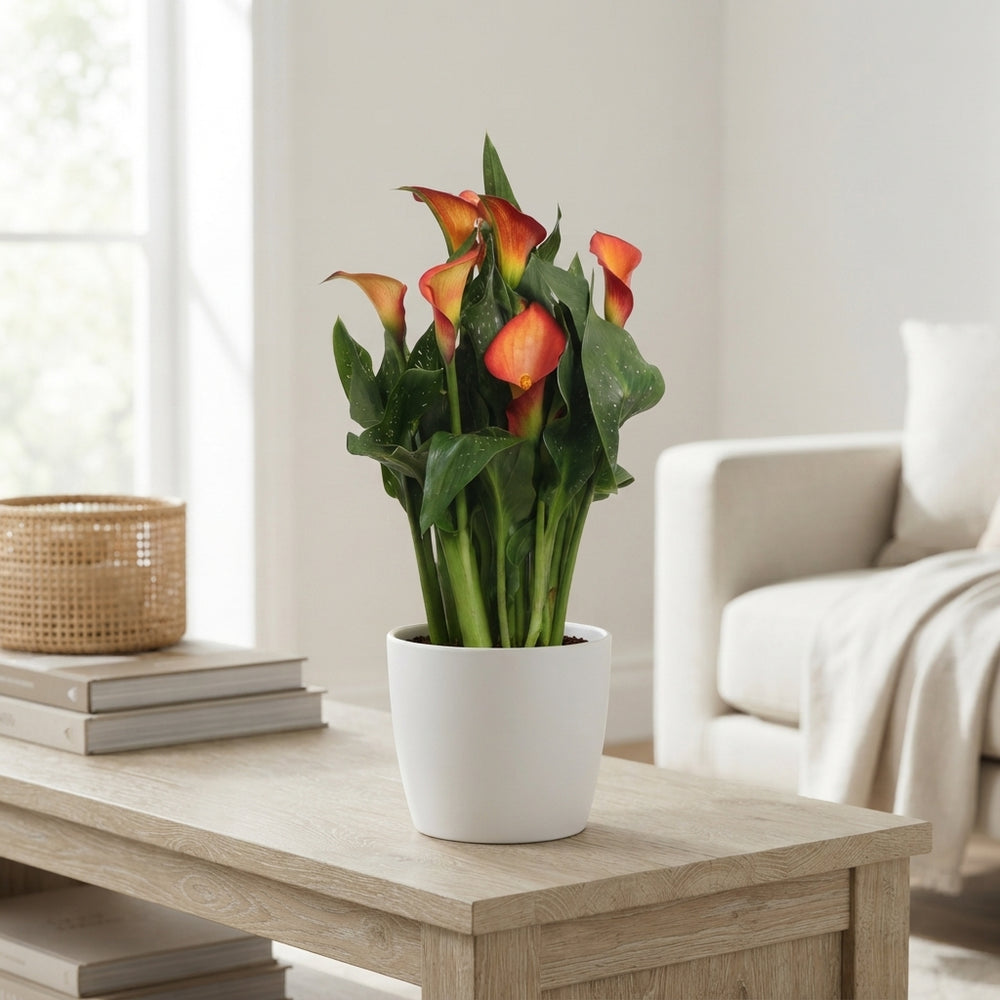 Orange Zantedeschia ‘Morning Sun’ – 12cm Pot