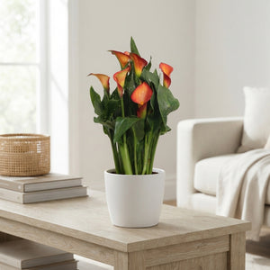 Orange Zantedeschia ‘Morning Sun’ – 12cm Pot