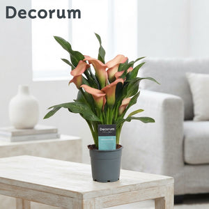 Pink and Peach Zantedeschia Calla Lily – 12cm Pot